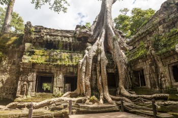Temple Ta Prohm Angkor Cambodge