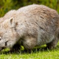 Un wombat, Wilsons Promontory