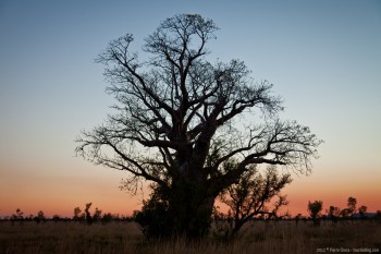 Baobab Kimberley WA Australie