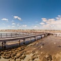 Stromatolites Hamelin Pool Shark Bay