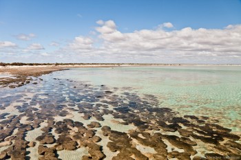 Stromatolites Hamelin Pool WA Australie