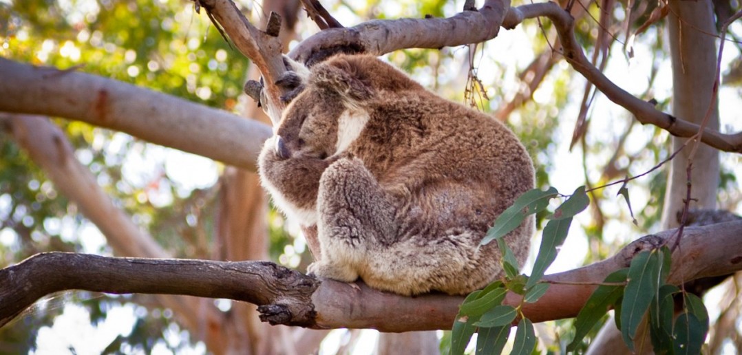 Koala Tower Hill Reserve Victoria Australie