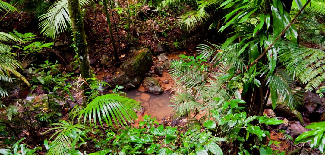 Wet Tropics Daintree National Park Queensland Australie
