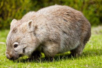 Wombat Wilsons Promontory Victoria Australie
